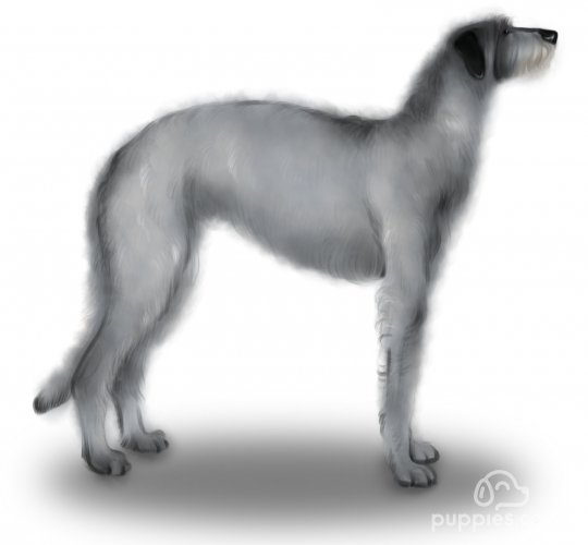 Deerhound