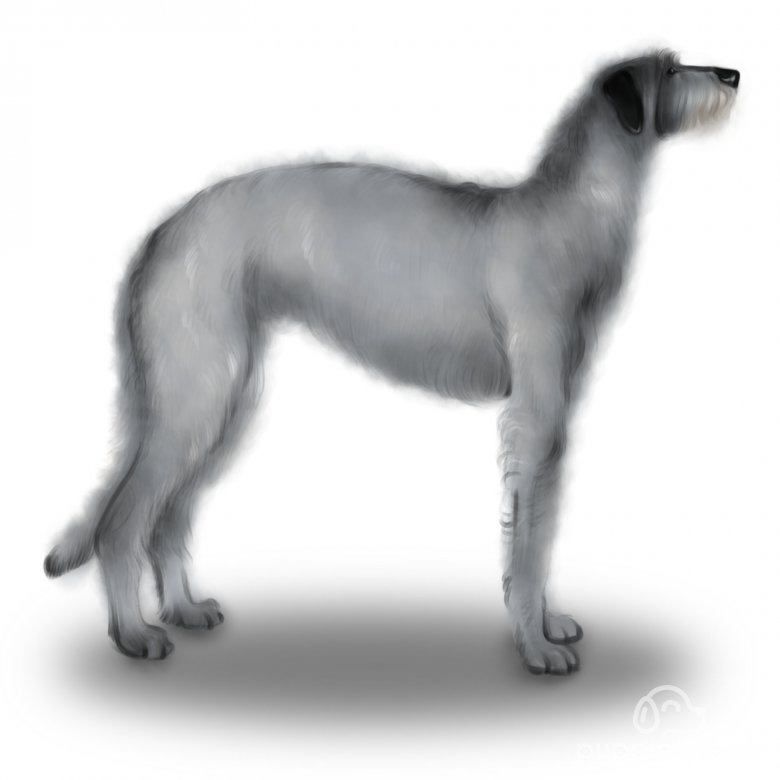 Deerhound