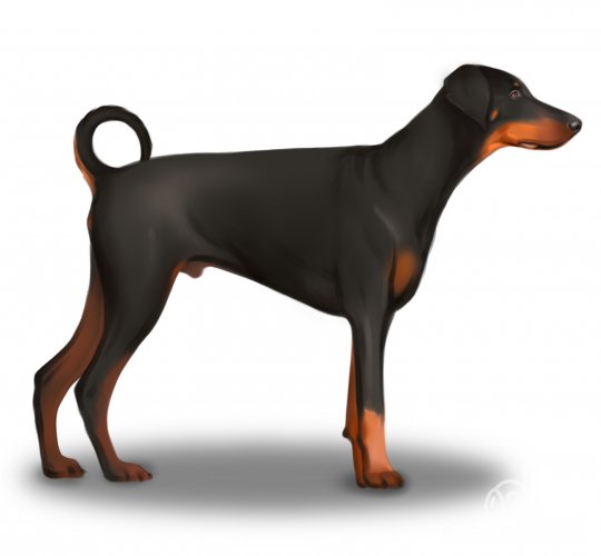 Doberman