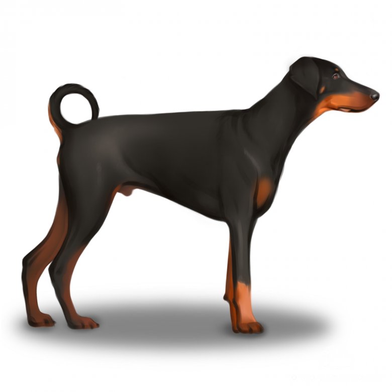 Doberman