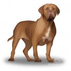 Dogue De Bordeaux