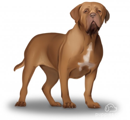 Dogue De Bordeaux