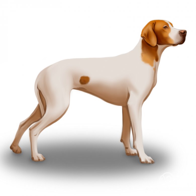 English Pointer