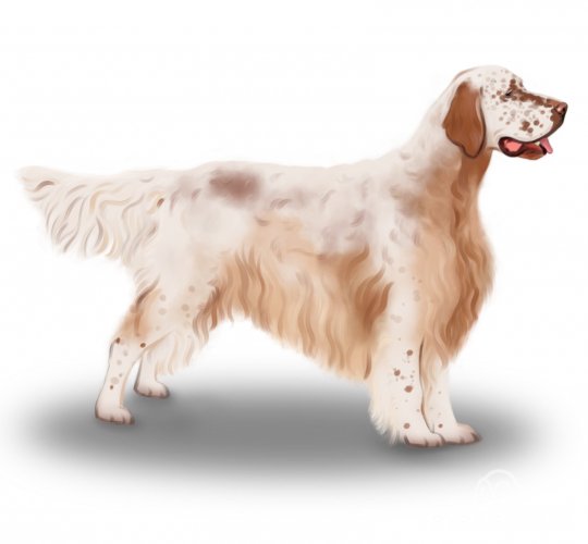 English Setter