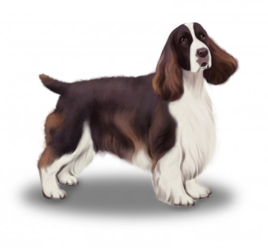 English Springer Spaniel