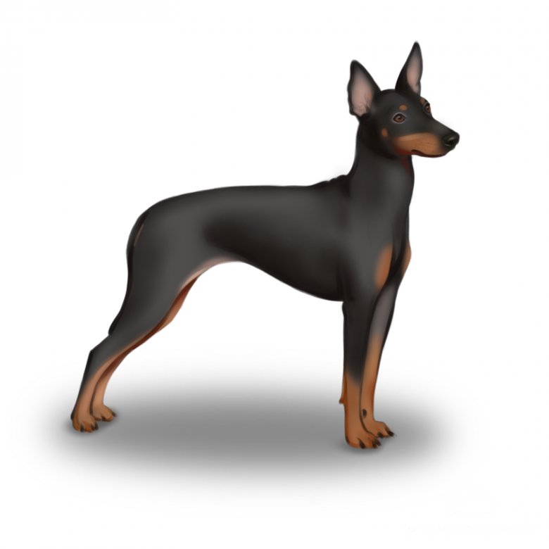 English Toy Terrier