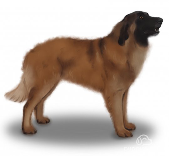 Estrela Mountain Dog