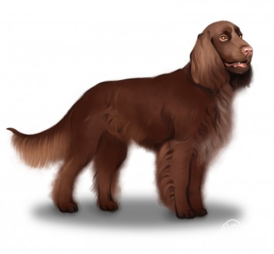 Field Spaniel