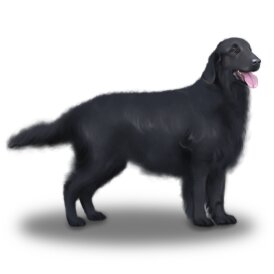 Flat Coated Retriever - Both