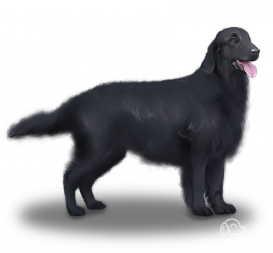 Flat Coated Retriever