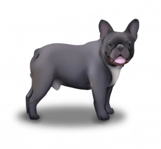 French Bulldog