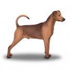 German Pinscher