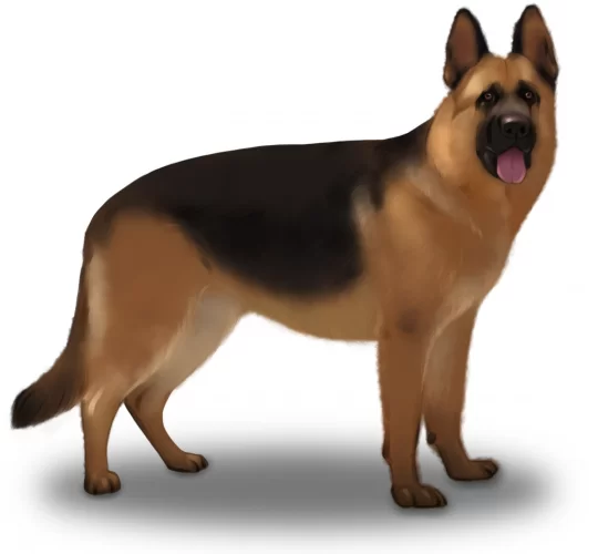 German Shepherd (Alsatian)