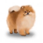 German Spitz