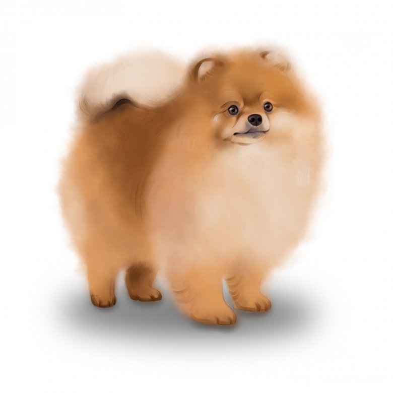 German Spitz