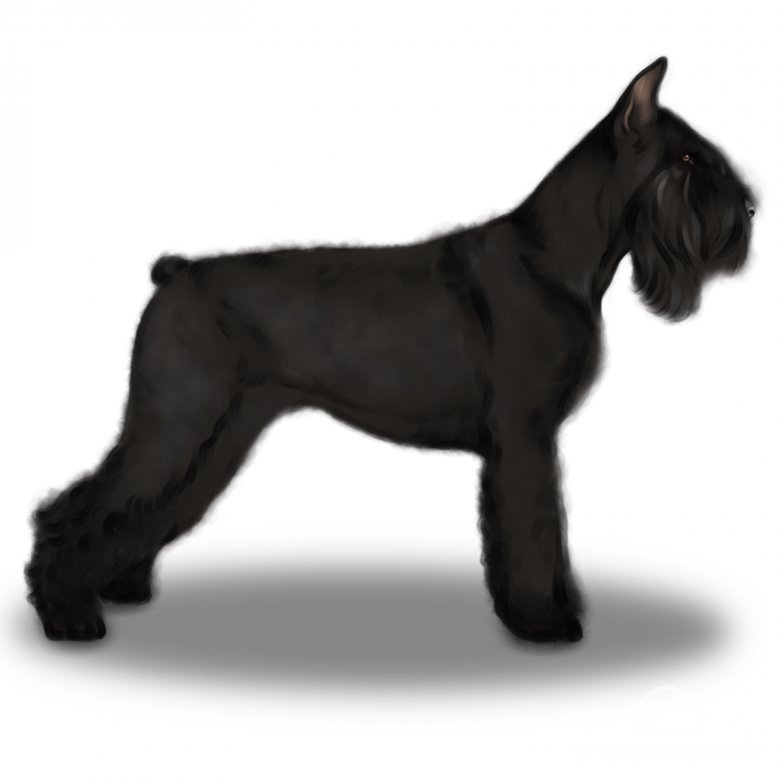 Giant Schnauzer