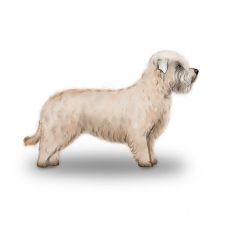 Glen of Imaal Terrier