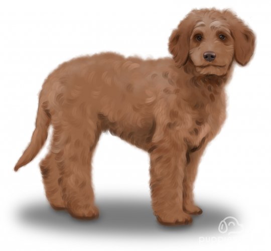 Goldendoodle