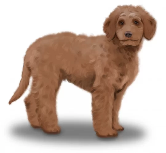 Goldendoodle