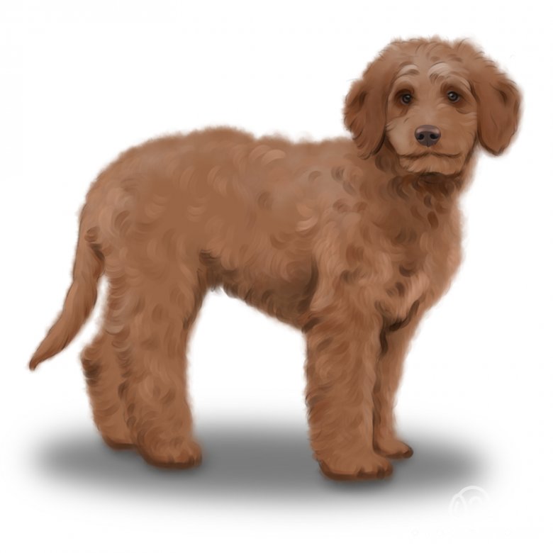11 Facts About the Goldendoodle