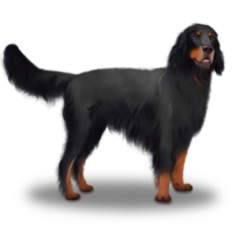 Gordon Setter