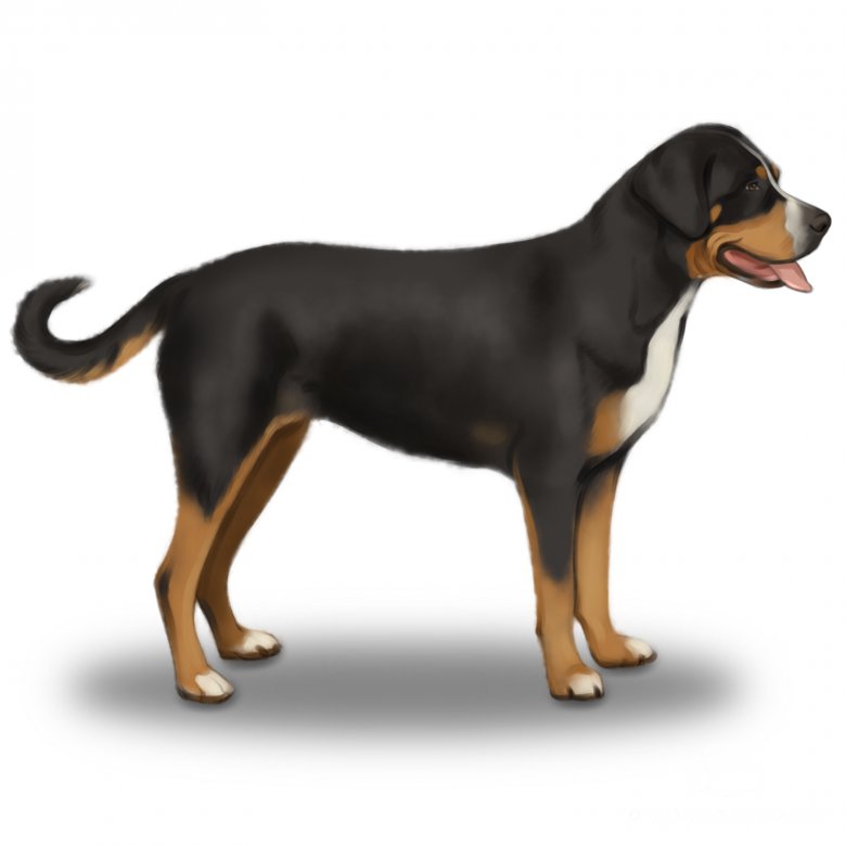 Greater Swiss Mountain Dog