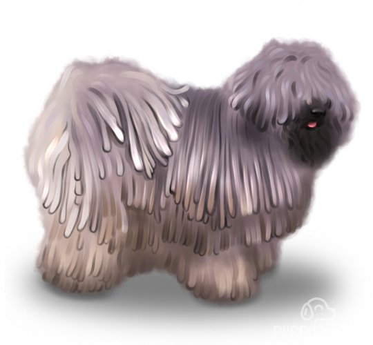 Hungarian Puli