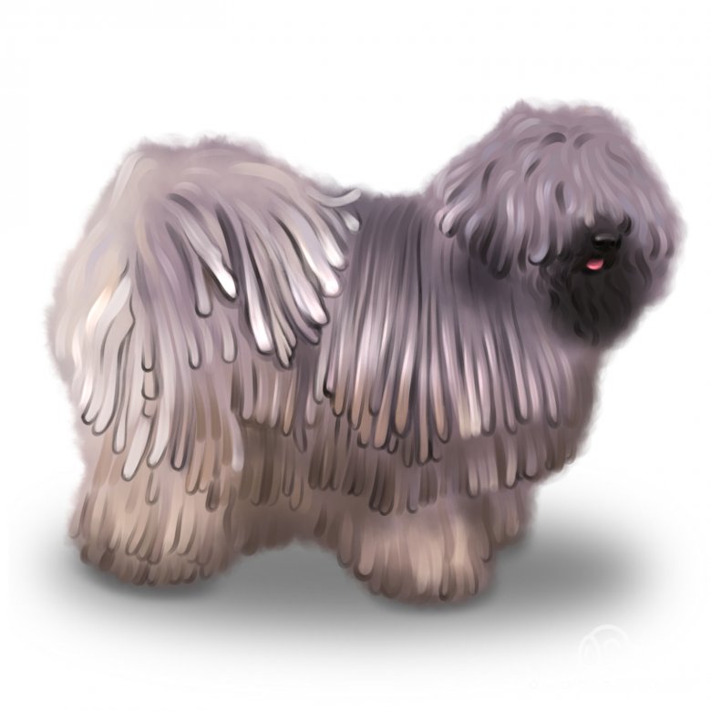 Hungarian Puli