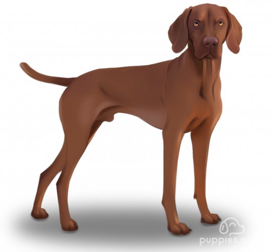 Hungarian Vizsla