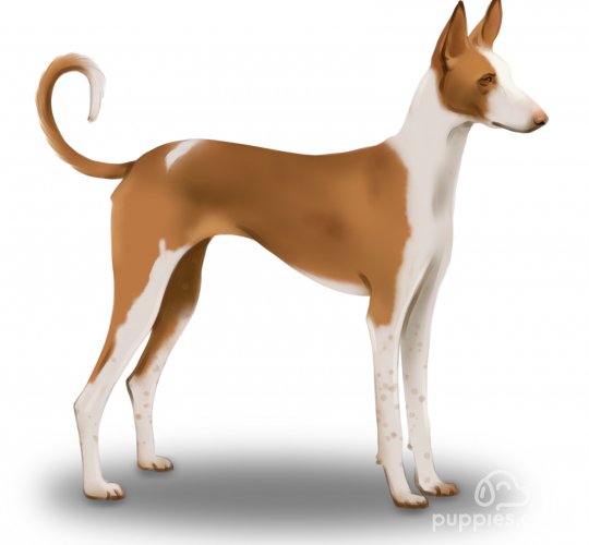 Ibizan Hound