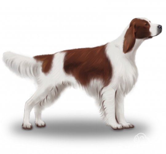 Irish Red and White Setter