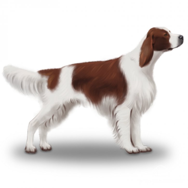 Irish Red and White Setter