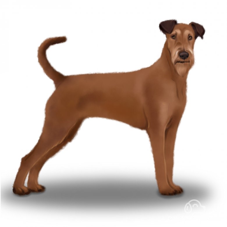 Irish Terrier