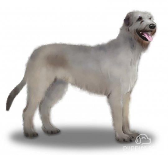 Irish Wolfhound