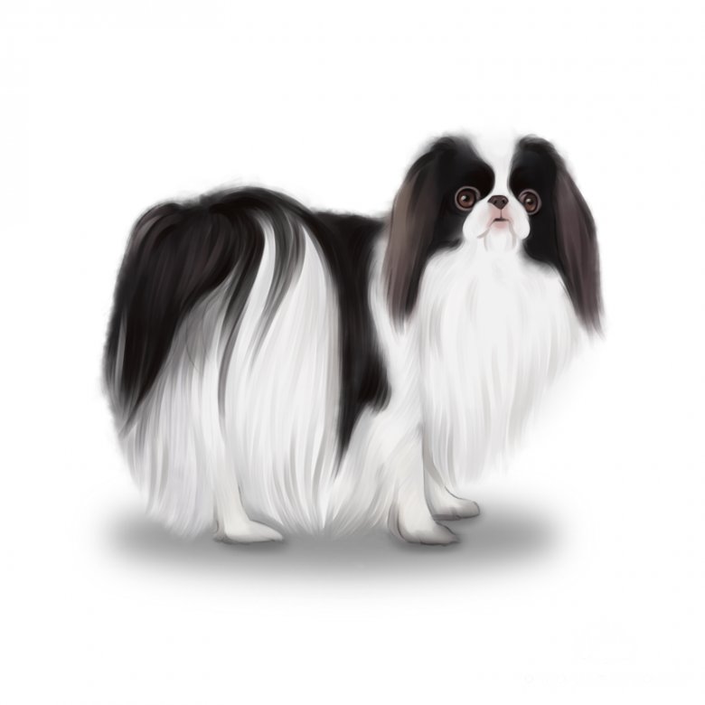 Japanese Chin