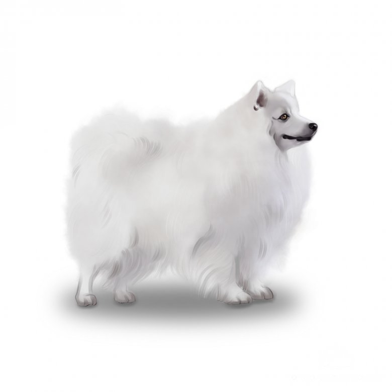 Japanese Spitz