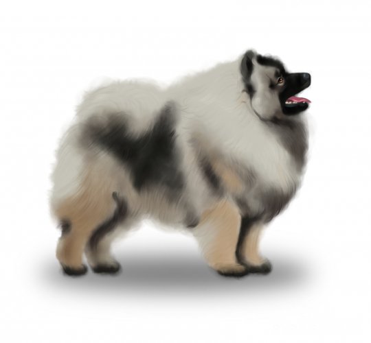 Keeshond