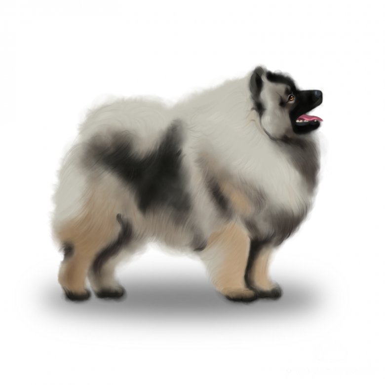 Keeshond