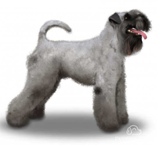 Kerry Blue Terrier