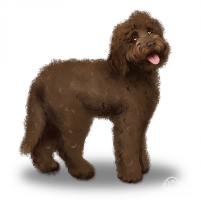 Labradoodle