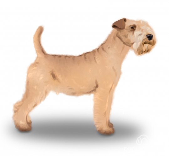 Lakeland Terrier