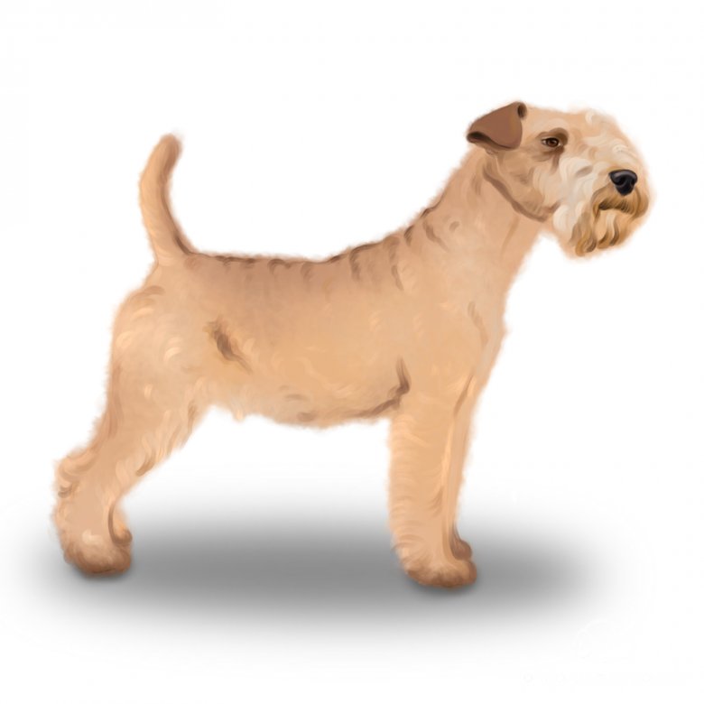 Lakeland Terrier