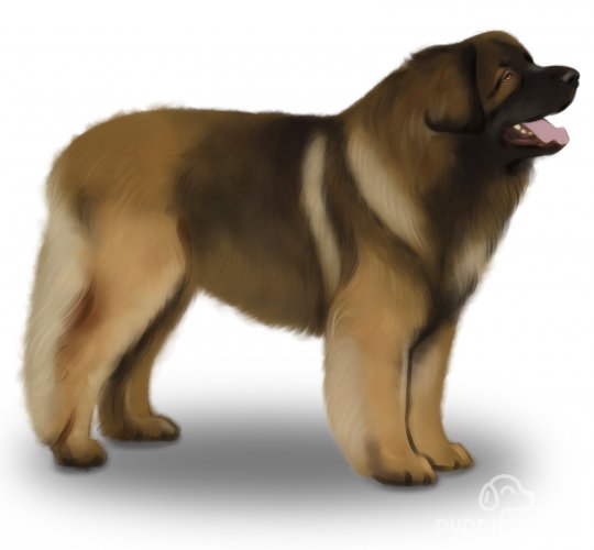 Leonberger