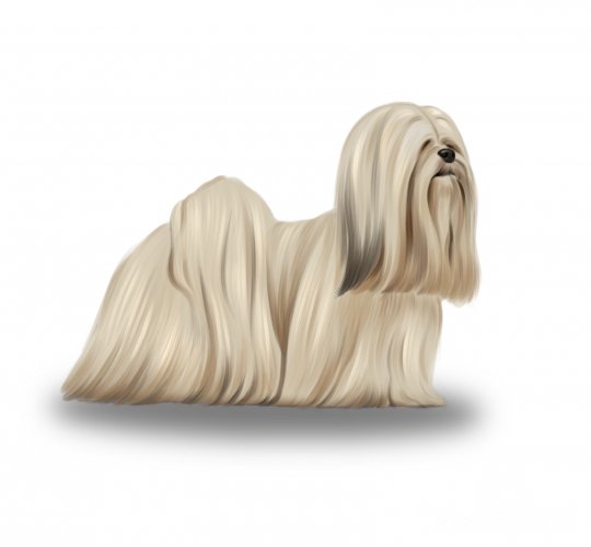 Lhasa Apso