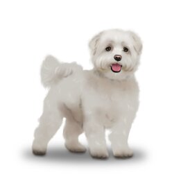 Maltese - Bitches