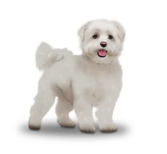 Maltese