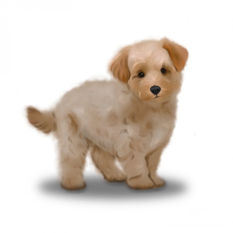 Maltipoo