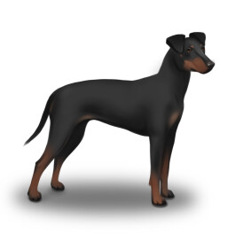 Manchester Terrier - Bitches