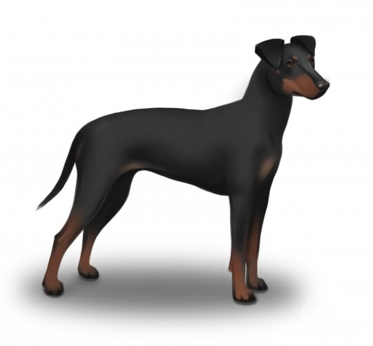 Manchester Terrier