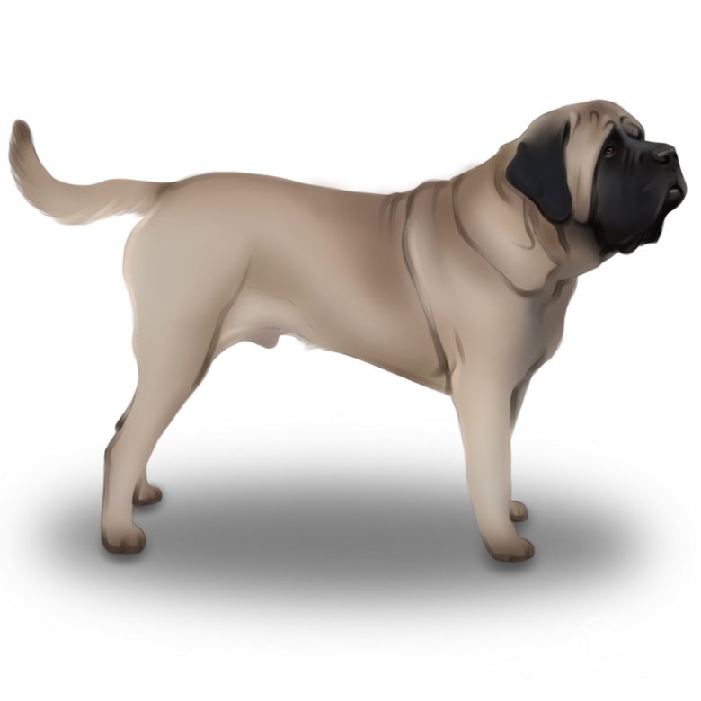 English Mastiff